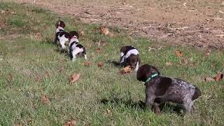 German Shorthaired Pointer Puppies For Sale [upl. by Nedearb]