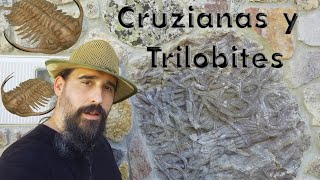 🐾CRUZIANAS icnofósiles de trilobites ¿Cómo se forman Fósiles de Monsagro [upl. by Atikel]