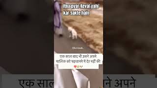 Itna pyar kewal yahi bezubaan kar sakte hainshortvideo dogilover love [upl. by Amol242]