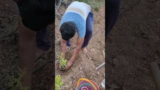 Pomegranate plant planting agriculture bollywood hollywood trending shorts india karnataka [upl. by Sharline]