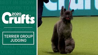 Terrier Group Judging  Crufts 2020 [upl. by Erdman331]