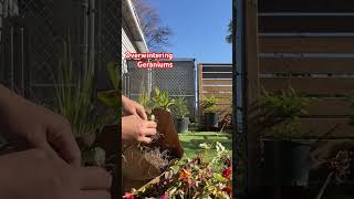 Overwintering my geraniums  first time to use this method keep in a paperbag upsidedown [upl. by Naletak]