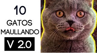 10 gatos maullando mucho y fuertePara molestar a tu gato o perro HD Sound Effect V 20 [upl. by Ara]