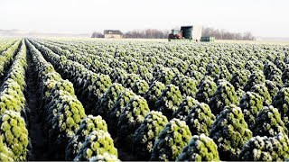 Awesome Kale Cultivation Technology  Kale Farm and Harvest  Kale Processing Factory [upl. by Cher622]