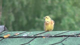 Trznadel  Emberiza citrinella Biaslowieza Poland [upl. by Oiratnom]