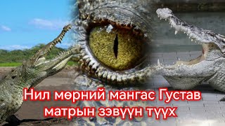 300 хүн идсэн Нил мөрний матар Густав хаагуур бн Гоё Түүхүүд Goy tuuhuud mongol heleer kino duu [upl. by Trinee]