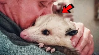 Opossum Refused To Leave The Man Who Saved Him And Raised In His Home [upl. by Lirba]