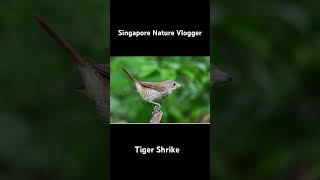 🐦 Tiger Shrike at Panti Bird Sanctuary in Malaysia [upl. by Yrem]