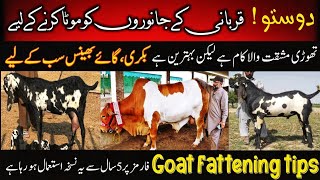 Qurabni k janwer ko mota karne k tarika  best feed for goats  bakri wala [upl. by Uoliram78]