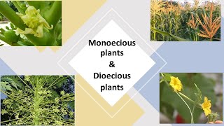 Monoecious plants amp Dioecious plants [upl. by Egni]