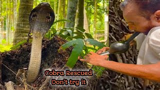 Habib rescued the big cobra snake from the hole of an abandoned coconut tree snake rescue [upl. by Aynwad]