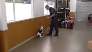 Clara training to be a biosecurity detector dog [upl. by Harpp972]