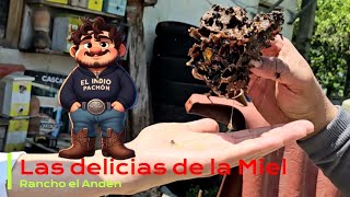 Miel 🍯 de abejas Meliponas  En su estado más puro [upl. by Aivle]