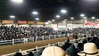 50000 Belgian gelding 2020 Gordyville draft horse sale 220 Chief [upl. by Nnelg347]