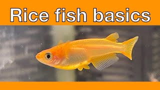 Introduction to Japanese Rice Fish [upl. by Rehtse]