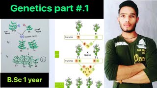 Genetics part1 Mendel Experiment [upl. by Bevus736]