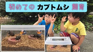 【初めてのカブトムシ飼育】初めてのかんたん飼育セットで始めてみたよ・∀・ [upl. by Loni847]