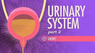 Urinary System Part 2 Crash Course Anatomy amp Physiology 39 [upl. by Aynnek]