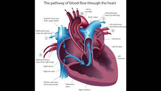 MBLEx Test Prep Podcast  The Heart [upl. by Elleb]