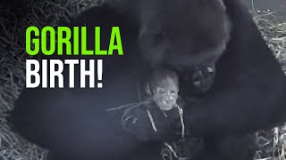 Critically Endangered Gorilla Born On Camera [upl. by Nichani]