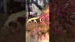 Clownfish in their Anemone Just like NEMO shorts [upl. by Halford721]