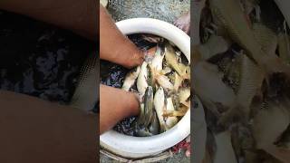 Fish fish tank exotic fish big fish fish trap rare fish saving fish fish keeping [upl. by Berti]