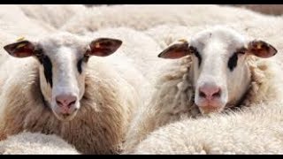 diseases of sheep ans goats [upl. by Fauver]