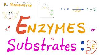 Enzyme Activity  Enzyme and Substrate  Key and Lock Theory vs Induced Fit Model  Biochemistry 🧪 [upl. by Valeria]