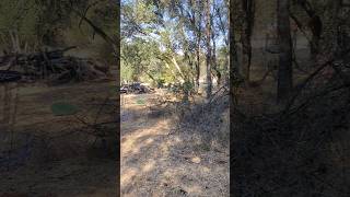 Through the trees Madrone Birdy from the Boss Man agldiscs madrone golf discgolf [upl. by Suivatnom522]