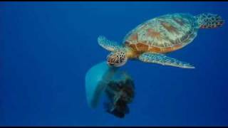 Turtle Eating Jelly Fish [upl. by Torrell]