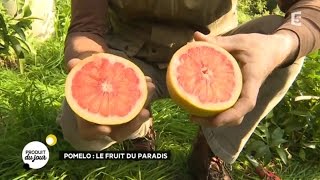 Pomelo  le fruit du paradis [upl. by Tudela628]