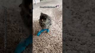 This Tiny Chick Was Almost Killed 😰 [upl. by Baker]