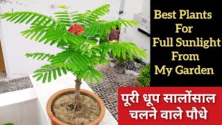 8 बेस्ट सालोंसाल पूरी धूप चलने वाले पौधों के नाम Full Sunloving Permanent Plants [upl. by Etiuqram243]