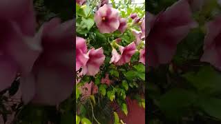 Allamanda plant🌸youtubeshortsyoutubebeautifulflowers [upl. by Semajwerdna860]