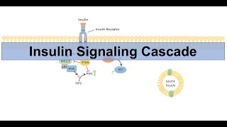 Insulin Signaling Cascade and Downstream Effects  Biochemistry Lesson [upl. by Akinirt905]