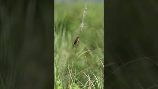 Siberian stonechat Saxicola maurus stonechat birds wildlife nature wildlifephotography 4k [upl. by Campman]