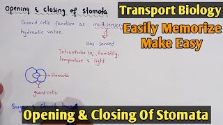 Mechanism of opening and closing of stomata  Class 11 Biology [upl. by Eseneg995]