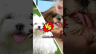 Shih Tzu vs Lhasa Apso Which is Better shihtzu shihtzupuppies [upl. by Dorcea]