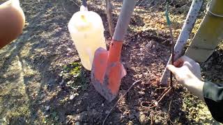 Засаждане на лоза Как се сади лоза when to plant grape vines [upl. by Lynnett75]