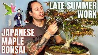 Japanese Maple Bonsai Defoliation amp Prune [upl. by Delwin]