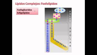 Estructura y clasificacion de los lipidos [upl. by Dorinda990]