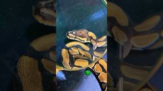 MicroScale Ball Python molinarosnakelab ballpython royalpython snakebreeding scaleless shorts [upl. by Esilrac896]