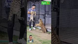 How do tigers attack 🐯shorts tiger attack animals animalsmoments5 [upl. by Atterual379]