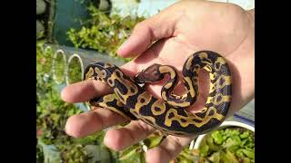 Juve male leopard ball Python het clown Reupload [upl. by Ricardo]