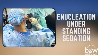 Enucleation under Standing Sedation  Equine Surgery  BampW Equine Hospital [upl. by Enhpad624]