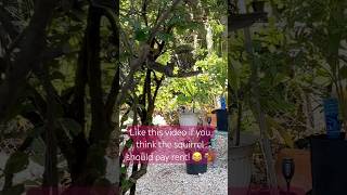 Backyard Squirrel Caught RedHanded Stealing Bird Food [upl. by Celio]