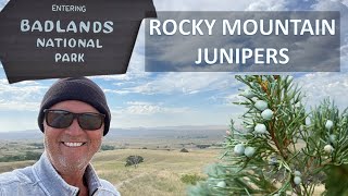 ROCKY MOUNTAIN JUNIPER of Badlands South Dakota Juniperus scopulorum aka Wichita Moon Glow [upl. by Okun]