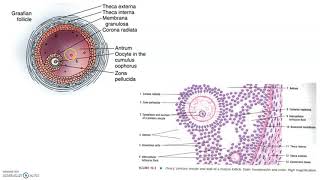 ONLINE PRACTICAL CLASS HISTOLOGY OF THE OVARY [upl. by Ellard]