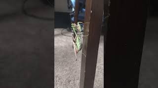 Mantis Mating Season [upl. by Richman352]