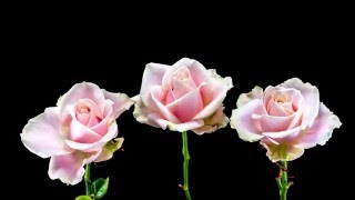 Pink roses blooming for Mothers Day [upl. by Joni]